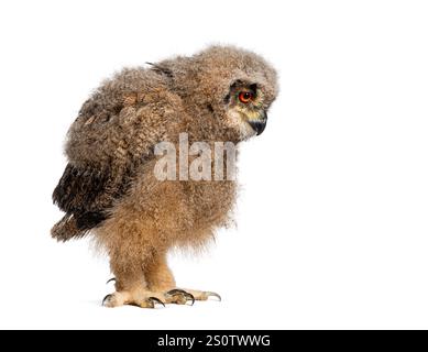 One month, Bubo bubo - Eurasian Eagle-Owl chick looking down, isolated on white Stock Photo