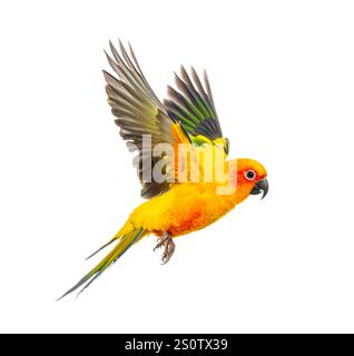sun parakeet bird, Aratinga solstitialis, flying, isolated on white Stock Photo