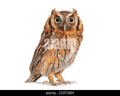Tropical screech owl, Megascops choliba, looking at the camera, isolated on white Stock Photo