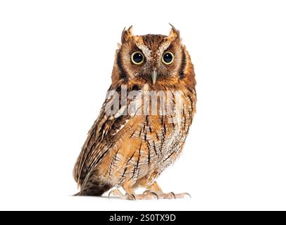 Tropical screech owl, Megascops choliba, looking at the camera, isolated on white Stock Photo