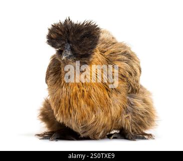 Polish chicken with black and brown feathers is standing against a white background Stock Photo