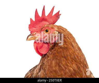 Red egg-laying hen chicken isolated on a white background looking to the side Stock Photo