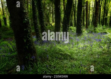 Lush greenery fills the forest floor, illuminated by soft sunlight. Vibrant bluebells bloom among ferns and moss-covered trees, creating a tranquil sp Stock Photo