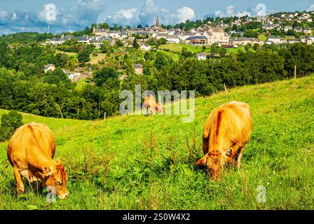 Three brown limousine cows grazing grass on a green hill, a village in the bakcground standing on another hill Stock Photo