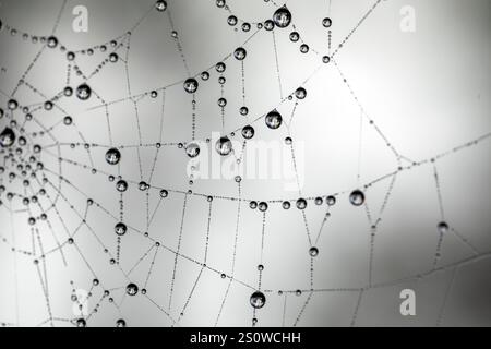 Macro detail of some dew drops on a spider web, transparent and reflecting a forest Stock Photo