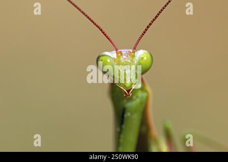 European mantis, Mantis religiosa, portrait Stock Photo