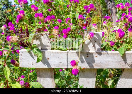 Gomphrena globulosa, Amaranth family, blooms in the garden on a flowerbed. Stock Photo