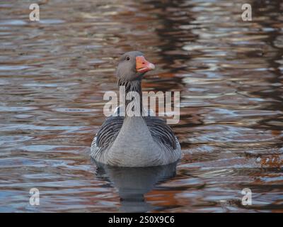 Frontal view of a greylag goose (anser anser) swimming on the pond in the Rheinaue park in Bonn, Germany on a sunny day in December Stock Photo