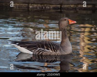 Close-up side view of a greylag goose (anser anser) swimming on the pond in the Rheinaue park in Bonn, Germany on a sunny day in December Stock Photo