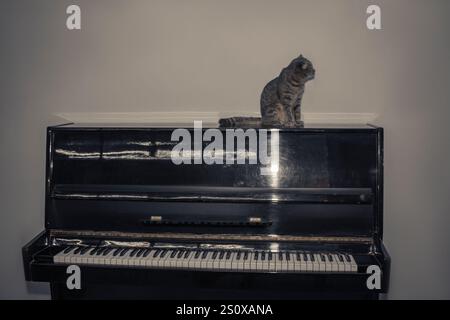 The contrast between the piano and the cat is striking. A gray British Shorthair cat lies on the surface of a black piano. She has folded her paws Stock Photo