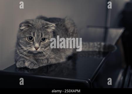 She has folded her paws under herself, showing calm. The contrast between the piano and the cat is striking. A gray British Shorthair cat lies on the Stock Photo