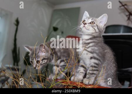 The playful energy fills the room with joy. Two British Shorthair kittens playfully interact, chasing and pouncing on each other. Their soft fur and Stock Photo