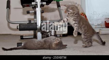 Two British Shorthair kittens playfully interact, chasing and pouncing on each other. Their soft fur and round faces make the scene irresistibly Stock Photo