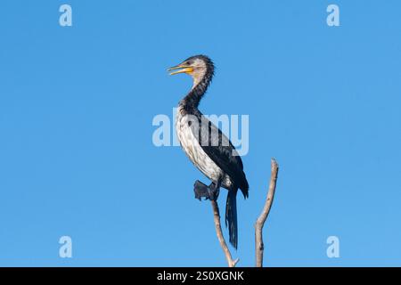 Little Pied Cormorant (Phalacrocorax melanoleucos) perched with its beak open, Fogg Dam, Northern Territory, NT, Australia Stock Photo