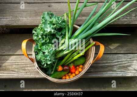 Summer vegetable garden harvest basket Stock Photo