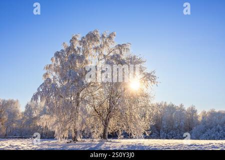 Sunshine shines through the branches of a frosty tree in a beautiful winter landscape Stock Photo