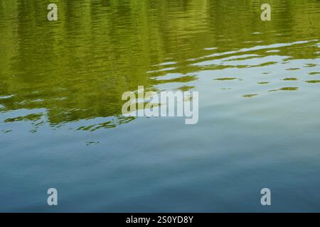 Calm lake blue water surface making small creases and reflecting green foliage. Natural background. Stock Photo