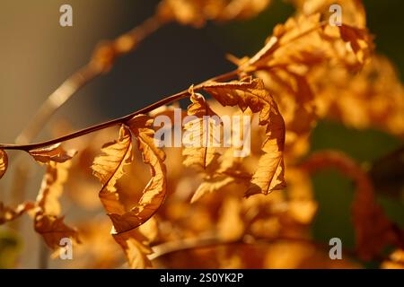 Close-Up of dry autumn fern leaves in sunlight Stock Photo