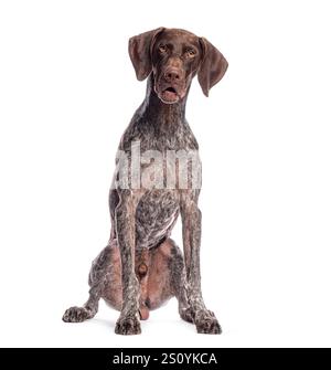 Studio shot of beautiful german shorthaired pointer sitting and posing on white background Stock Photo