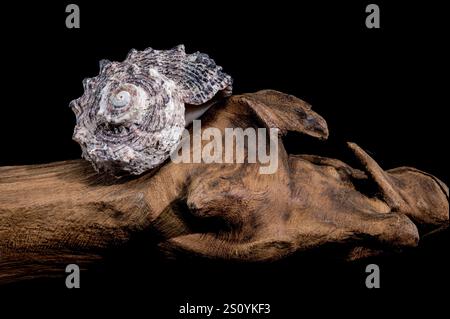 Angaria delphinus shell on driftwood Stock Photo