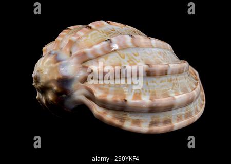 Harpa amouretta seashell on black background Stock Photo