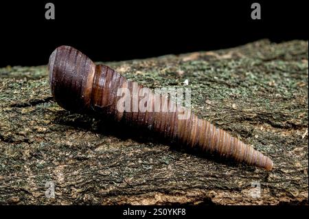 Turritella shell on driftwood macro black background Stock Photo