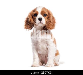 Adorable cavalier king charles spaniel puppy sitting on a white background Stock Photo