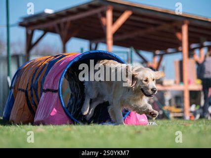A golden retriever breed dog at dog agility competitions. Stock Photo