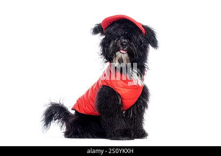 Cute black dog wearing a red winter coat and hat, sticking out its tongue, isolated on a white background Stock Photo