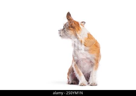 Adorable small mixed breed dog sitting and looking upwards against a white background Stock Photo