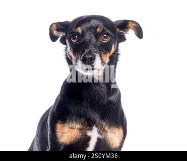 Studio shot of a cute black and tan mixed breed dog sitting against a white backdrop Stock Photo