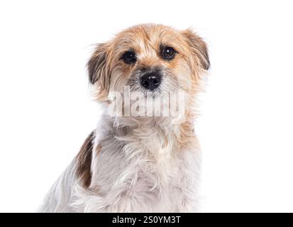 Cute mixed breed dog sitting and posing for a portrait against a white background Stock Photo