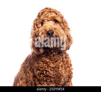 Portrait of a cute cockapoo puppy sitting against a white background Stock Photo