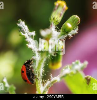 Red ladybug on a dandelion flower. Stock Photo