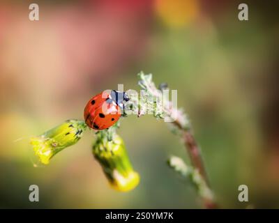 Red ladybug on a dandelion flower. Stock Photo