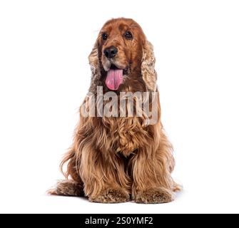 Red english cocker spaniel sitting on white background, panting and looking forward Stock Photo
