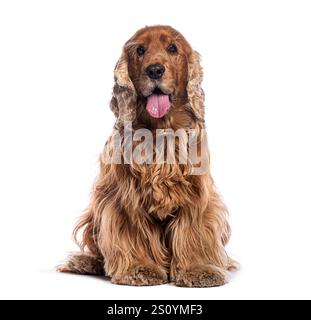 Red english cocker spaniel sitting with tongue out on a white background Stock Photo