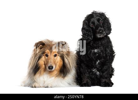 Collie lying down and black english cocker spaniel sitting together on white background Stock Photo