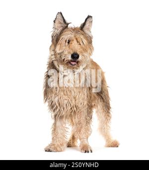 Berger picard dog standing and looking forward on a white background Stock Photo