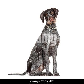 German shorthaired pointer sitting and wearing a collar isolated on white background Stock Photo