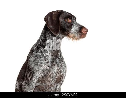 German shorthaired pointer dog leering at the camera, isolated Stock Photo