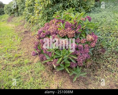 Hydrangea shrub with dry purple flower heads and new green growth in the autumn. Hydrangea macrophylla plant in the fall season. Stock Photo