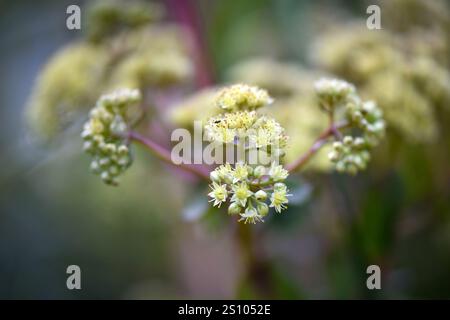 Flowering sempervivum in macro shot. Plant background. Selective focus Stock Photo