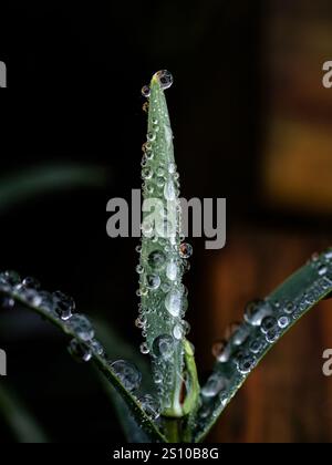 A close up of raindrops on the shoot tip and leaves of Hebe recurva Stock Photo