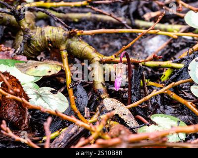 A single bud of Cyclamen coum emerging through willow shoots in the early spring Stock Photo