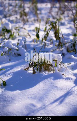green grass covered with a layer of first snow Stock Photo - Alamy