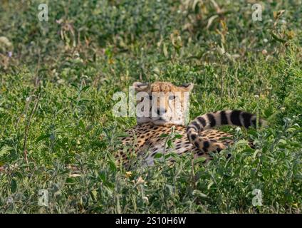 Cheetah (Acinonyx jubatus) resting in grass looking at camera Stock Photo