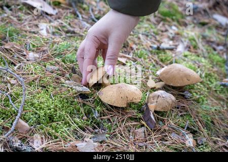 Human hand picking mushrooms in the forest. Mushrooms grow between moss and tree leaves. The mushrooms are large and round, with a brown cap. Stock Photo
