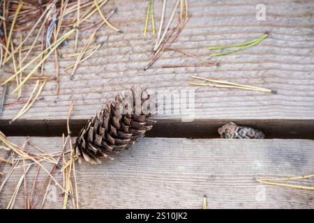 A wooden board with two cones on it.  Pine needles are scattered around the cones. Stock Photo