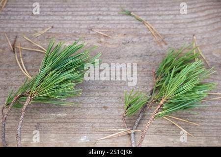 A wooden board with two pine branches on it.  The branches have long, needle-like needles that are bright green in color. A few fallen needles are sca Stock Photo